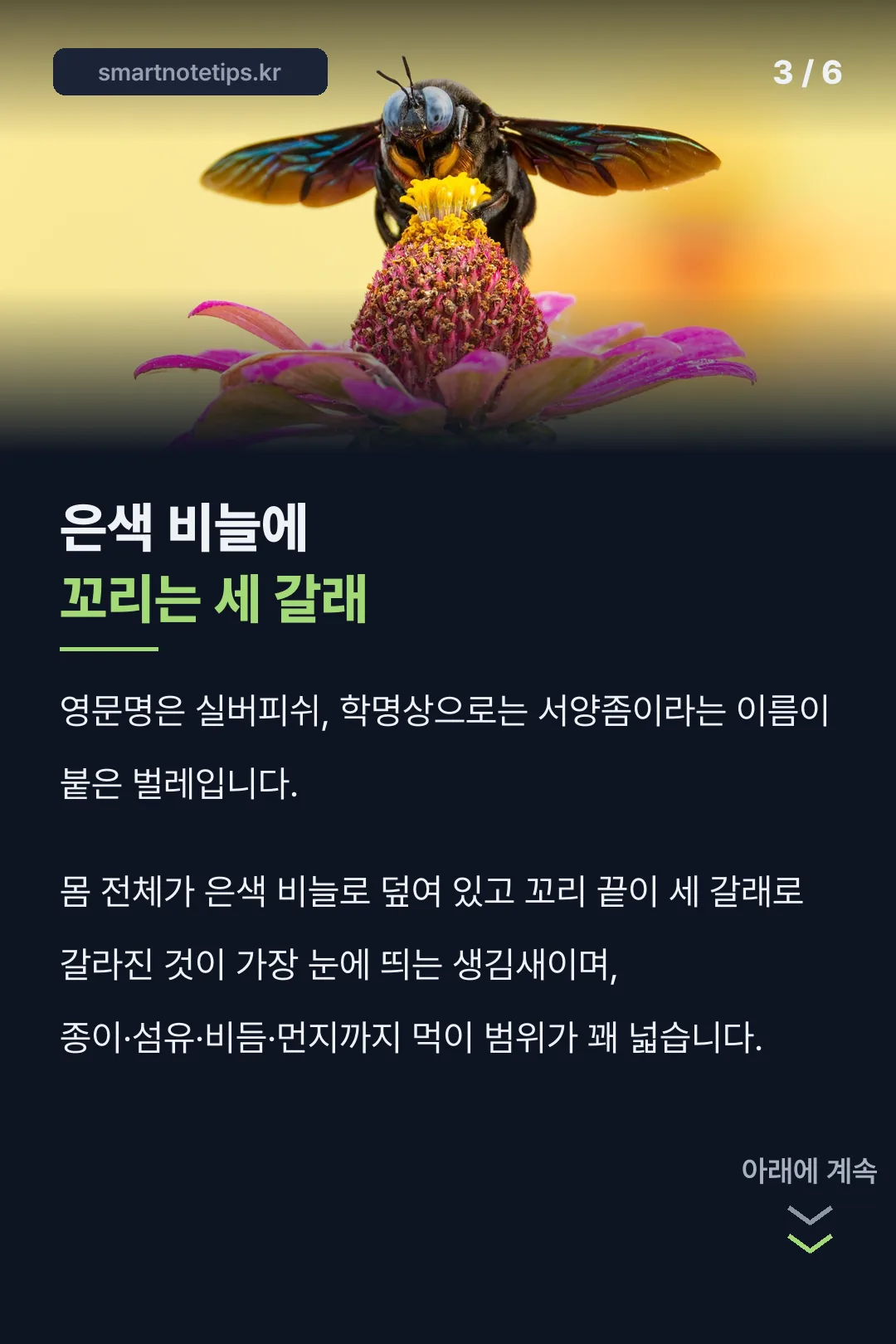 좀벌레 정체와 생김새