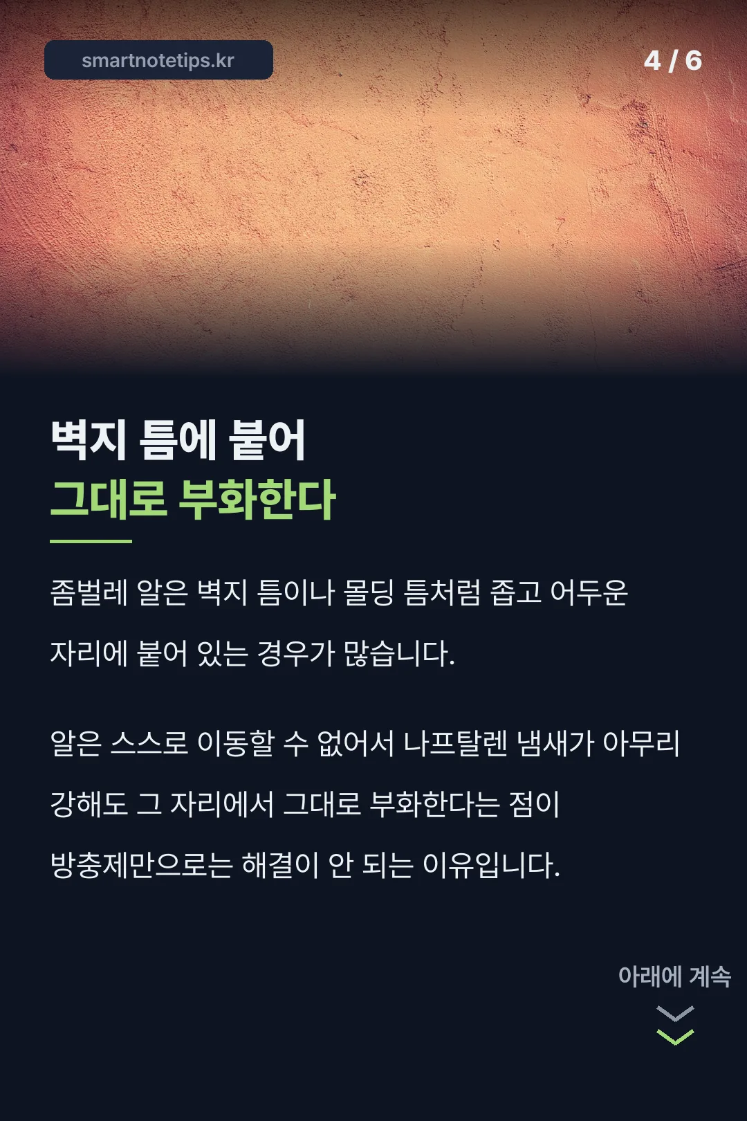 좀벌레 알이 벽지 틈에 숨는 이유