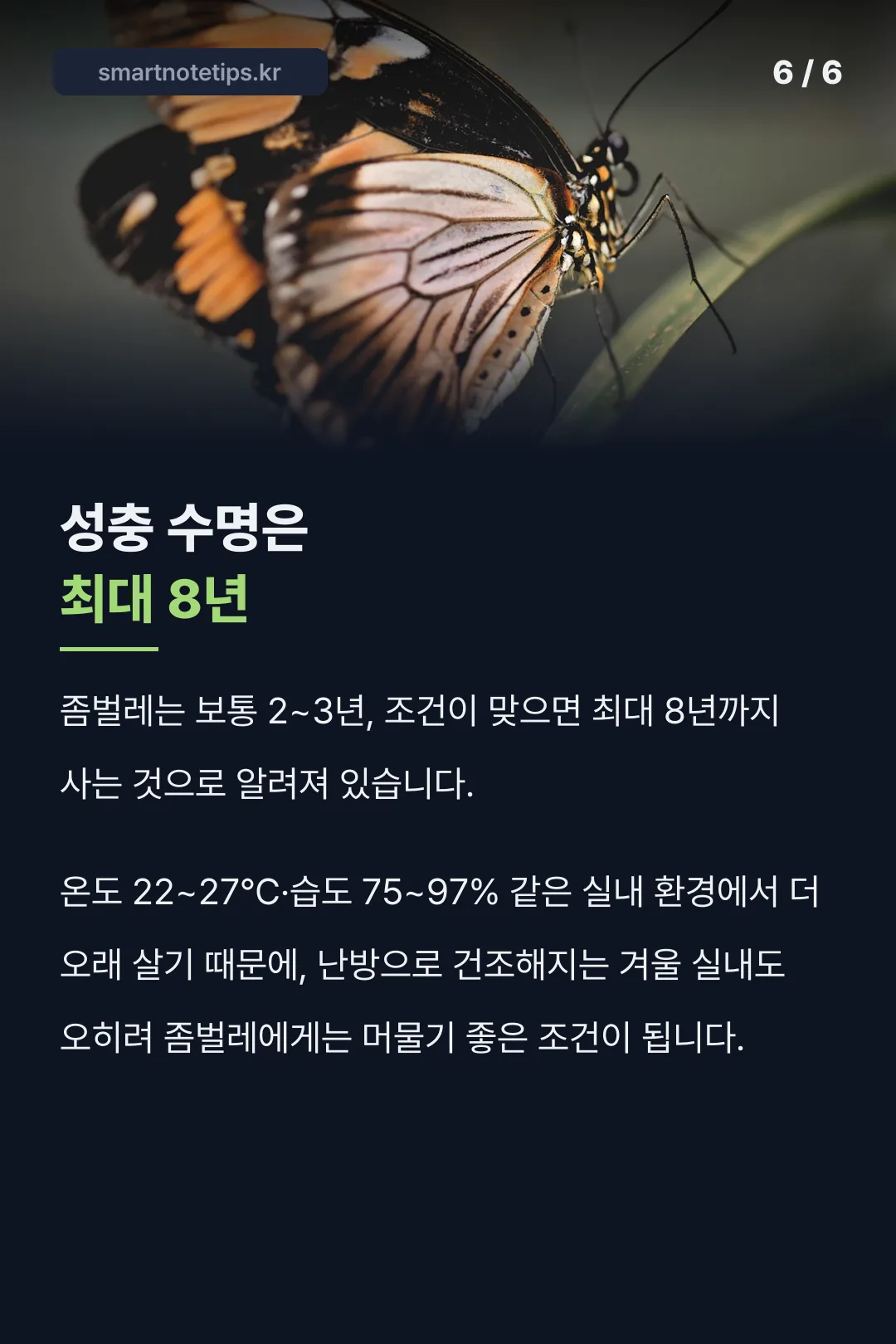 좀벌레 성충의 수명