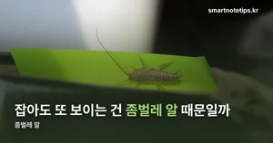 좀벌레 알, 눈에 안 보이는데 왜 자꾸 다시 생길까