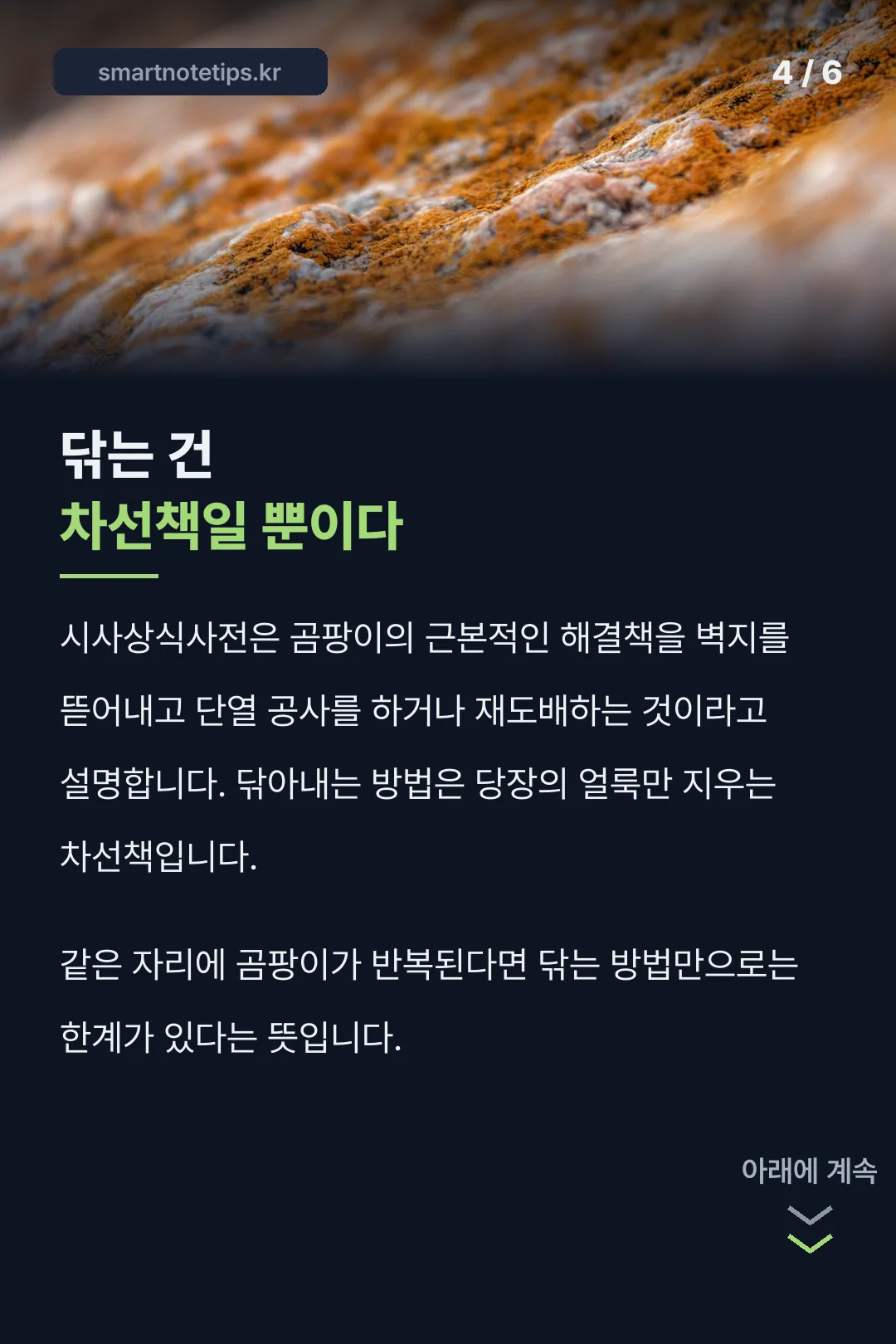곰팡이 근본 해결책 사실